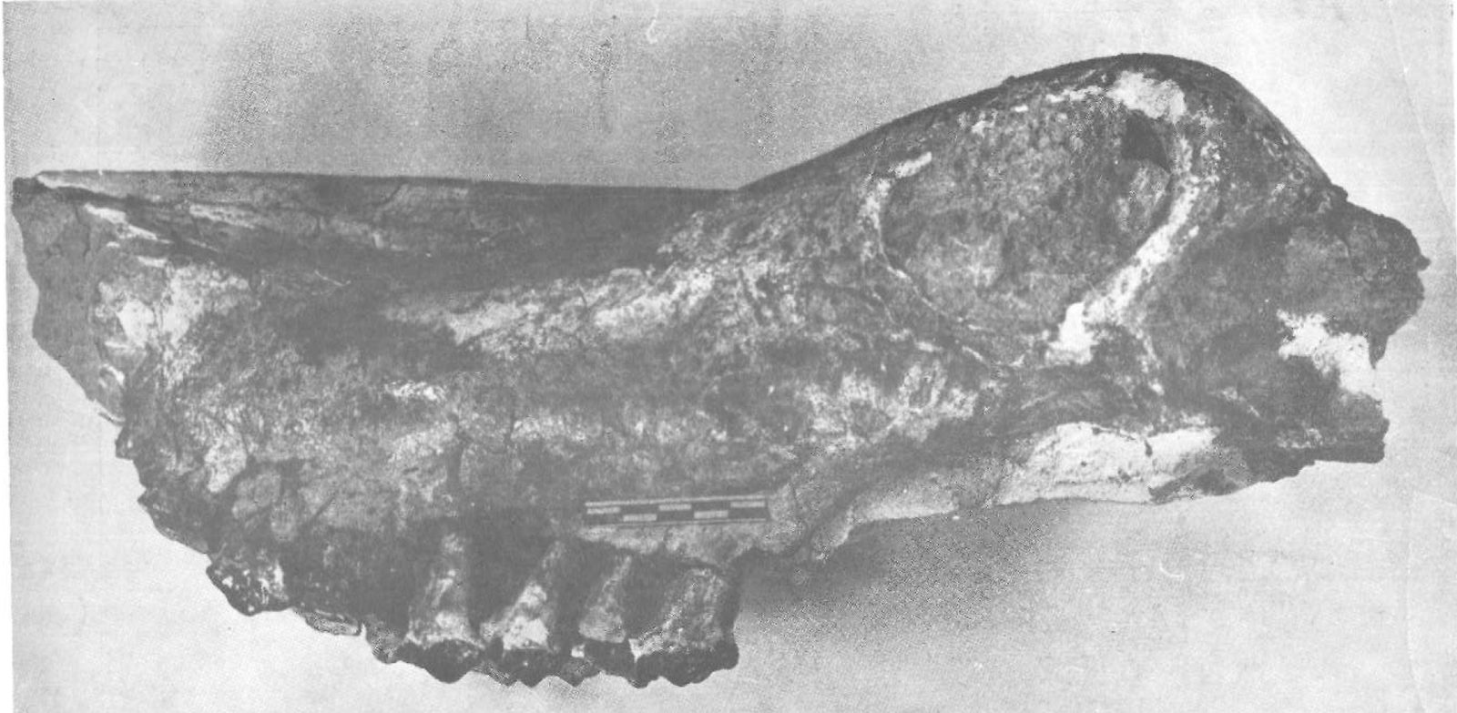 Taşkınpaşa’da bulunan Samotherium majori kafatası (Şenyürek, 1954).